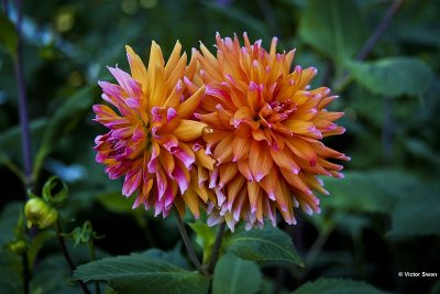 Dahlia-Orange termiol.JPG