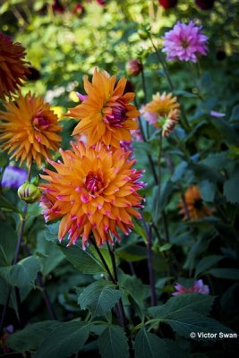 Dahlia-Orange termiol.JPG