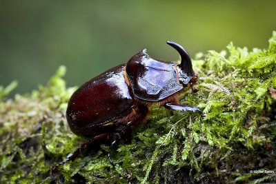 Neushoornkever. Oryctes nasicornis.JPG