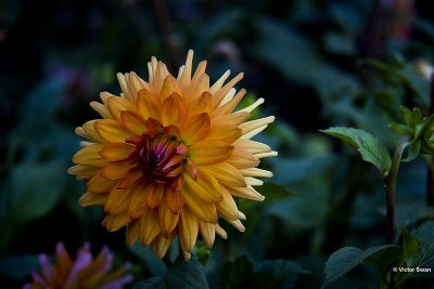Dahlia-Orange termiol.jpg