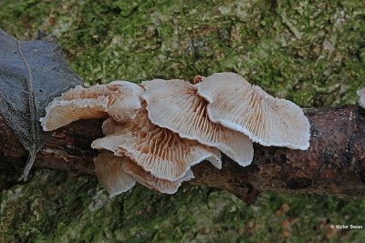 Wit oorzwammetje - Crepidotus variabilis  .JPG