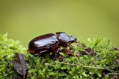 Neushoornkever Oryctes nasicornis .JPG