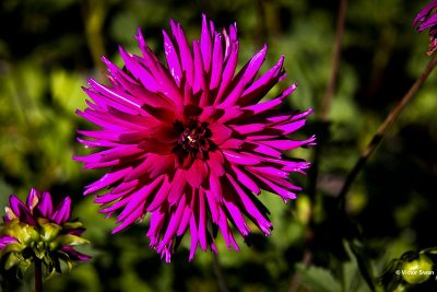 Dahlia- Ambition.JPG