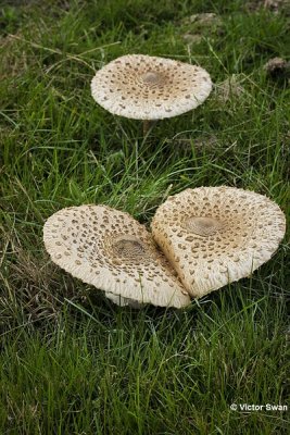 Grote parasolzwam   Macrolepiota procera.JPG