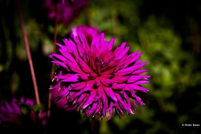 Dahlia- Ambition.JPG