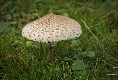 Grote parasolzwam   Macrolepiota procera.JPG