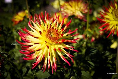 Dahlia-Finkens garden.JPG