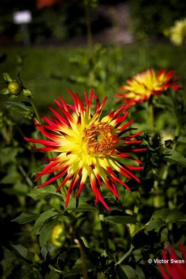 Dahlia-Finkens garden.JPG