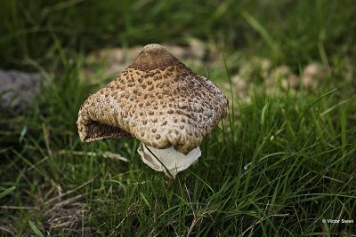 Grote parasolzwam Macrolepiota procera.JPG