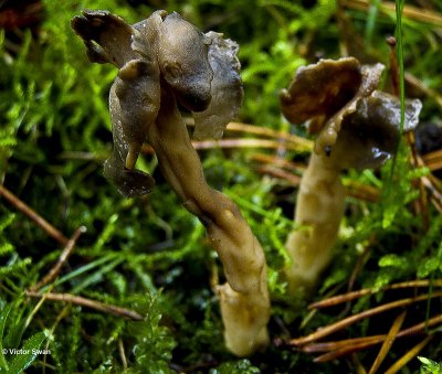 Holsteelkluifzwam Helvella elastica .JPG