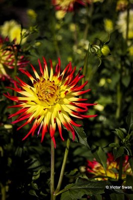 Dahlia-Finkens garden.JPG