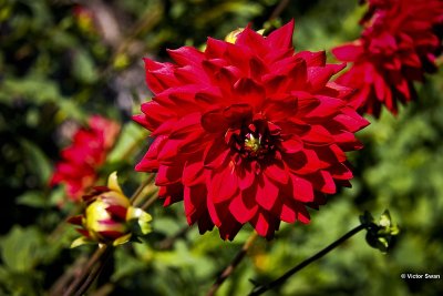 Dahlia-Duitsland.JPG