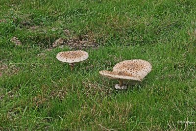 Grote parasolzwam Macrolepiota procera.JPG