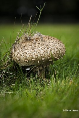 Grote parasolzwam Macrolepiota procera.JPG