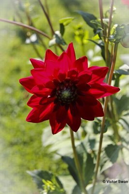 Dahlia-Duitsland.JPG
