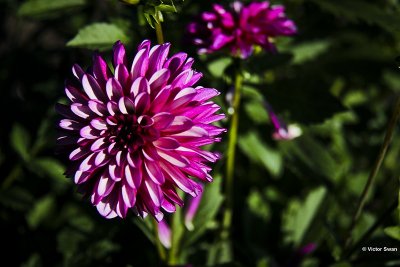 Dahlia-Bridge vieuw Aloha.JPG