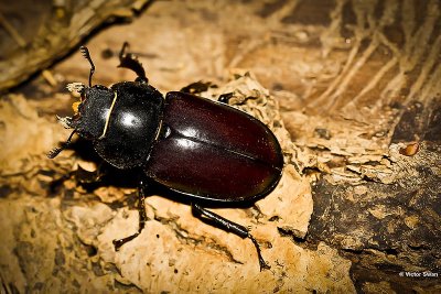Vliegend hert Lucanus cervus.JPG