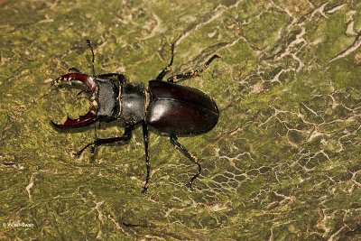 Vliegend hert Lucanus cervus.JPG