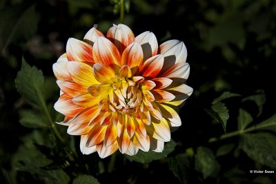 Dahlia-Peaches and Cream.JPG