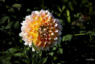 Dahlia-Peaches and Cream.JPG