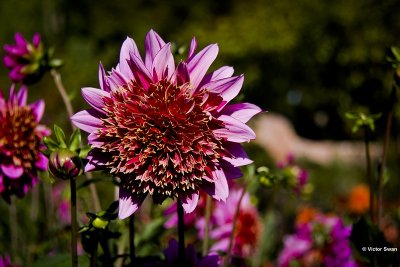 Dahlia-Momba.JPG