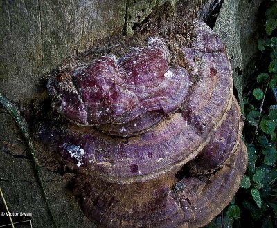 Lakzwam  Ganoderma lucida.JPG