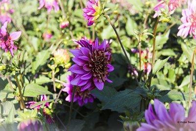 Dahlia-Momba.JPG