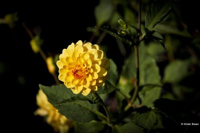 Dahlia-Golden scepter.JPG