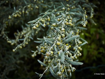 Absintalsem  Artemisia absinthium.JPG