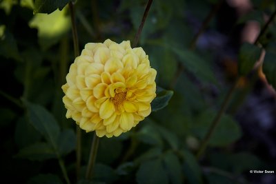 Dahlia-Golden scepter.JPG