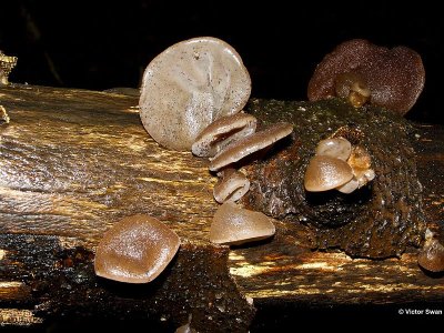 Judasoor  Auricularia auricula-judae.JPG