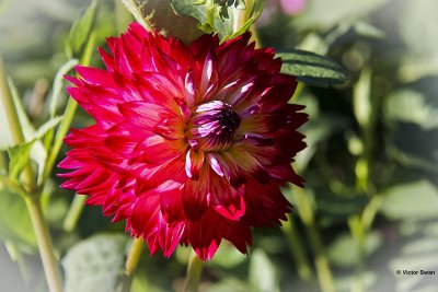 Dahlia-Soulmate.JPG