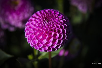 Dahlia-Franz Kafka.JPG