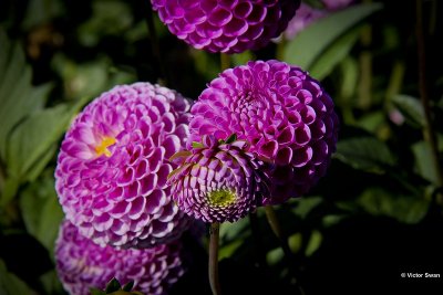 Dahlia-Franz Kafka .JPG