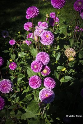 Dahlia-Franz Kafka.JPG