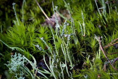 Girafje  Cladonia gracilis .JPG