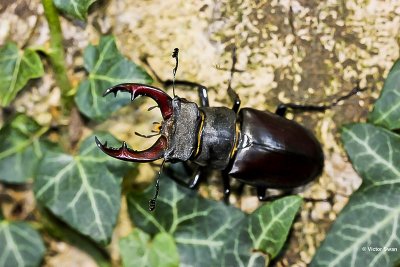 Vliegend hert Lucanus cervus.JPG