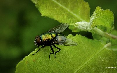 Groene Keizersvlieg Lucilia caesar .JPG