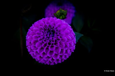 Dahlia-Franz Kafka.JPG