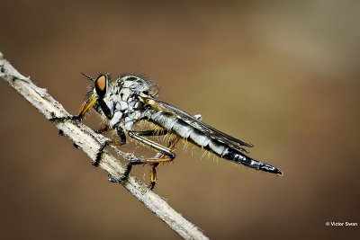 Bosrandroofvlieg Neoitamus cyanurus .JPG