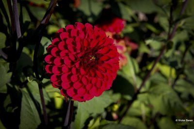 Dahlia-Viking.JPG