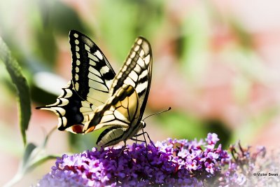 Koninginnenpage - Papilio machaon.JPG