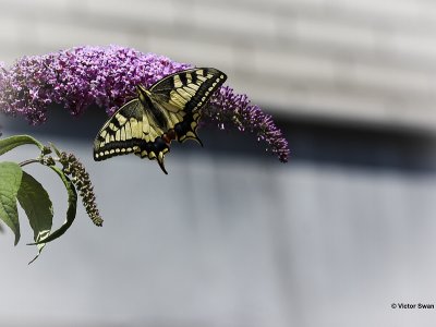 Koninginnenpage - Papilio machaon .JPG