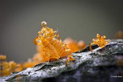 Kwartetschorsschijfje Eutypella quaternata anamorf.JPG