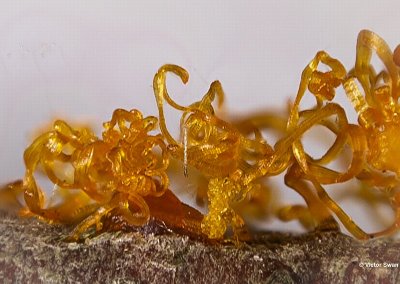 Kwartetschorsschijfje Eutypella quaternata anamorf .jpg