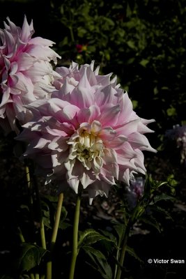 Dahlia-Gitt's perfection.JPG