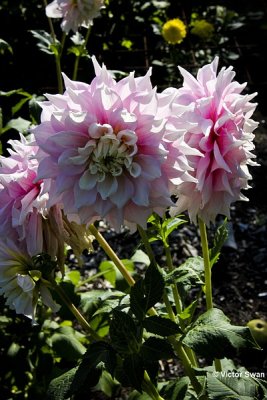 Dahlia-Gitt's perfection.JPG