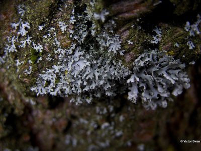 Heksenvingermos Physcia tenella.JPG