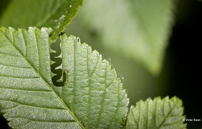 Iepenzigzagbladwesp Aproceros leucopoda larve.JPG
