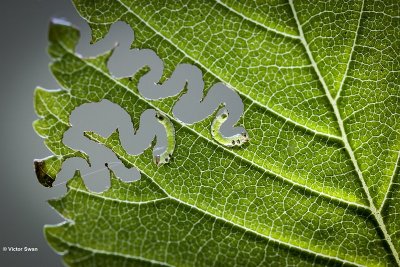 Iepenzigzagbladwesp Aproceros leucopoda larve.JPG